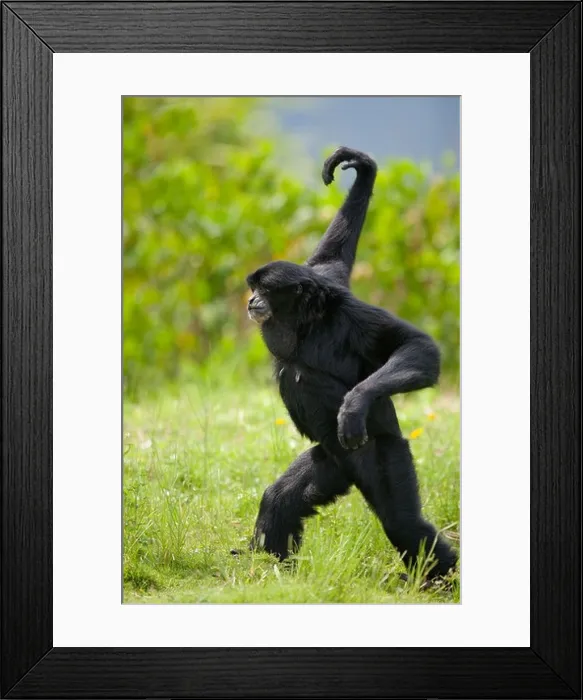 Framed Print : SIAMANG GIBBON (Symphalangus syndactylus), native to Thailand, Malaysia and Sumatra. Captive Framed Print : SIAMANG GIBBON (Symphalangus syndactylus), native to Thailand, Malaysia and Sumatra. Captive