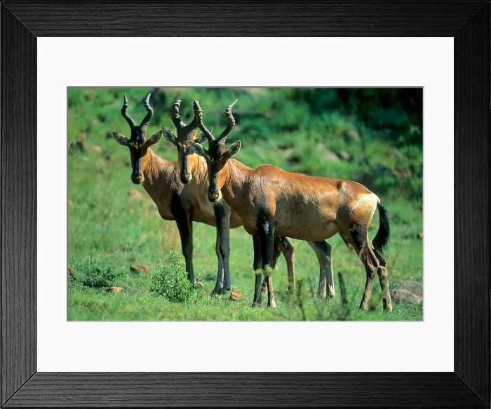 Framed Print : South African hartebeest (Kaama) Alcelaphus b. selbornei Framed Print : South African hartebeest (Kaama) Alcelaphus b. selbornei
