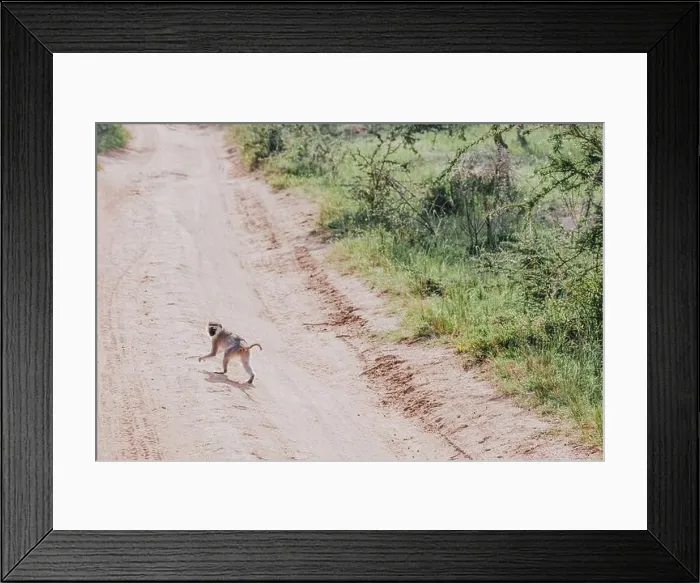 Framed Print : Vervet monkey crossing road Framed Print : Vervet monkey crossing road
