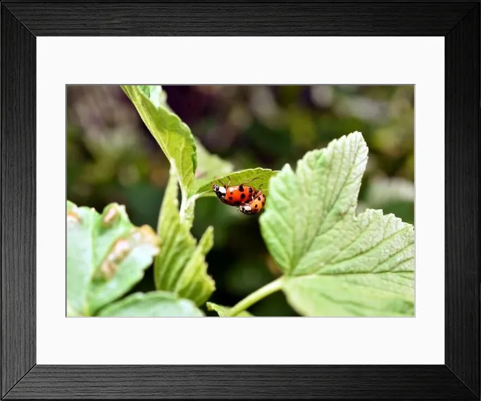 Framed Print : Two ladybugs breed on strawberry leaves Framed Print : Two ladybugs breed on strawberry leaves