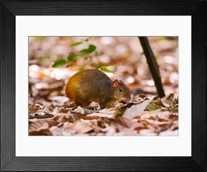 Framed Print : Cutia (Dasyprocta leporina) fotografado na Fazenda Cupido e Refúgio Framed Print : Cutia (Dasyprocta leporina) fotografado na Fazenda Cupido e Refúgio