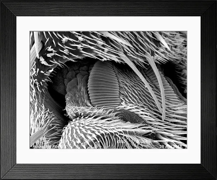Framed Print : Foot of house fly (Muscidae) imaged in a scanning electron microscope, B&W full frame Framed Print : Foot of house fly (Muscidae) imaged in a scanning electron microscope, B&W full frame