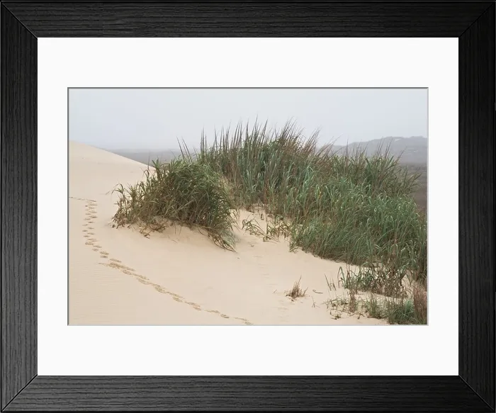Framed Print : Animal tracks in the sand and a patch of dune grass on South Padre Island, Texas, USA Framed Print : Animal tracks in the sand and a patch of dune grass on South Padre Island, Texas, USA