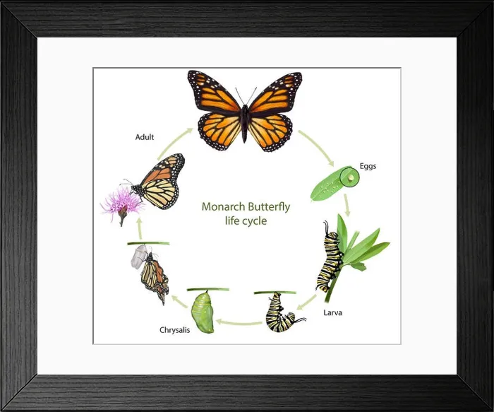 Framed Print : Digital illustration of a monarch butterfly life cycle Framed Print : Digital illustration of a monarch butterfly life cycle