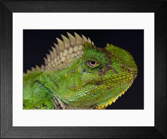 Framed Print : Chameleon agama / Gonocephalus chamaeleontinus Framed Print : Chameleon agama / Gonocephalus chamaeleontinus