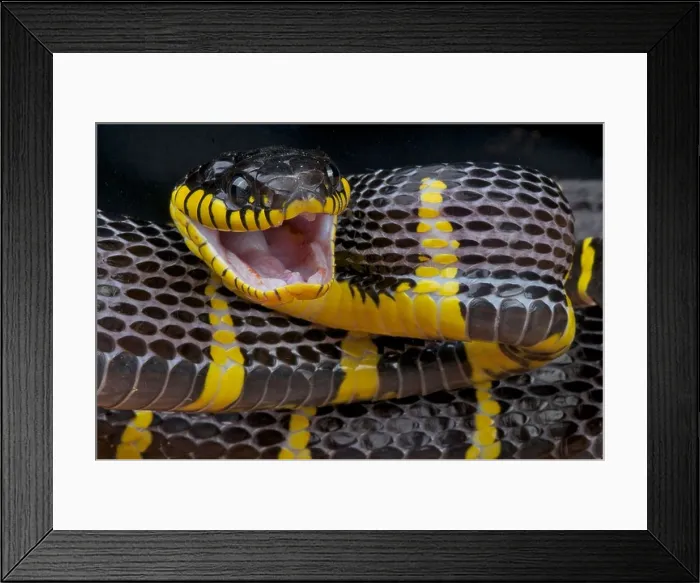 Framed Print : Attacking mangrove snake / Boiga dendrophila Framed Print : Attacking mangrove snake / Boiga dendrophila