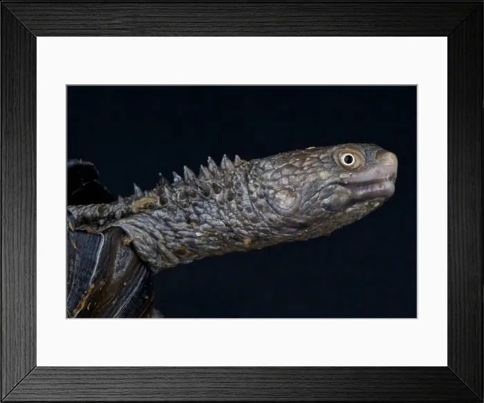 Framed Print : Spine-neck swamp turtle / Acanthochelys spixii Framed Print : Spine-neck swamp turtle / Acanthochelys spixii