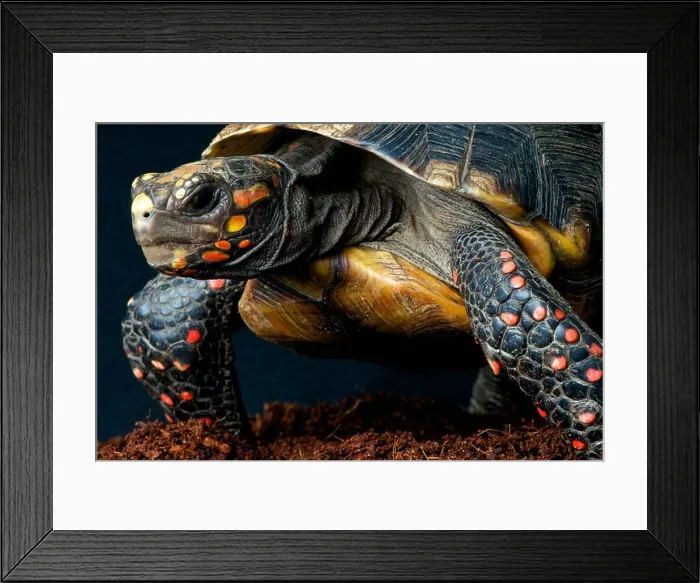 Framed Print : Red-footed tortoise / Chelonoides carbonaria Framed Print : Red-footed tortoise / Chelonoides carbonaria