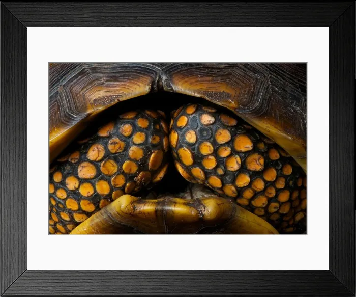 Framed Print : Giant tortoise / Chelonoidis denticulata Framed Print : Giant tortoise / Chelonoidis denticulata