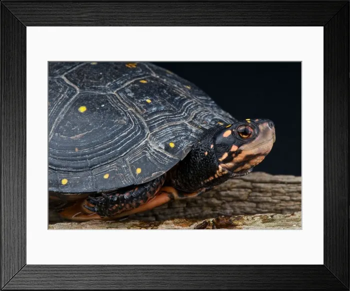 Framed Print : Spotted turtle / Clemmys guttata Framed Print : Spotted turtle / Clemmys guttata
