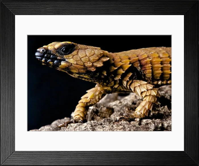 Framed Print : Armadillo lizard / Cordylus cataphractus Framed Print : Armadillo lizard / Cordylus cataphractus