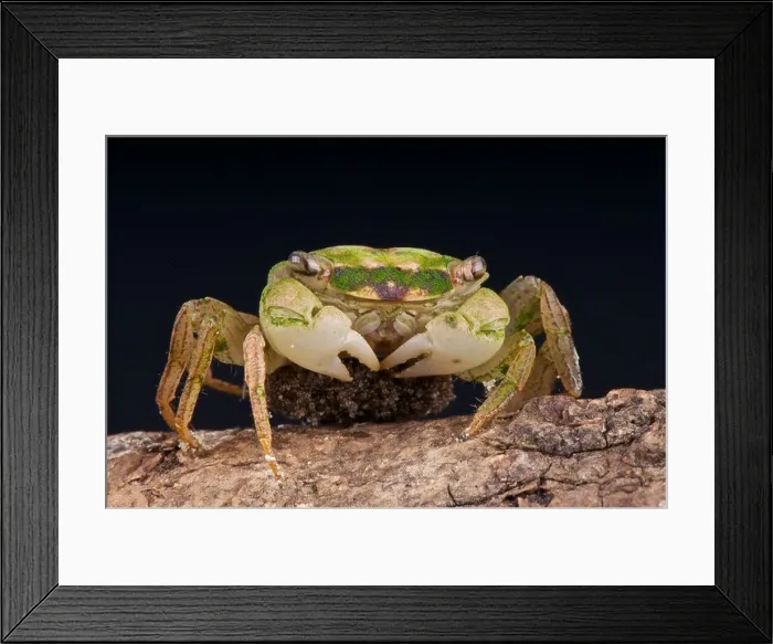 Framed Print : Green vampire crab / Geosesarma sp carrying eggs Framed Print : Green vampire crab / Geosesarma sp carrying eggs