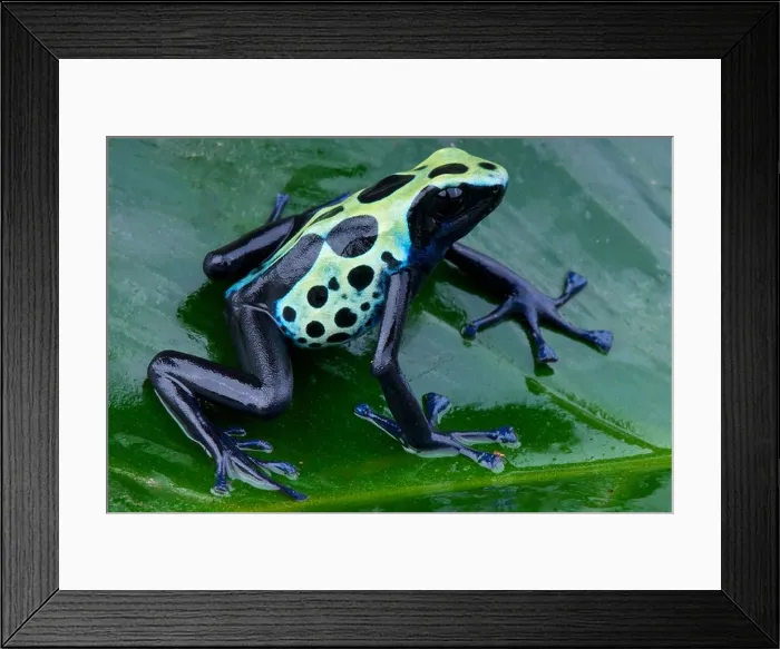 Framed Print : Dyed dartfrog / Dendrobates tinctorius Framed Print : Dyed dartfrog / Dendrobates tinctorius