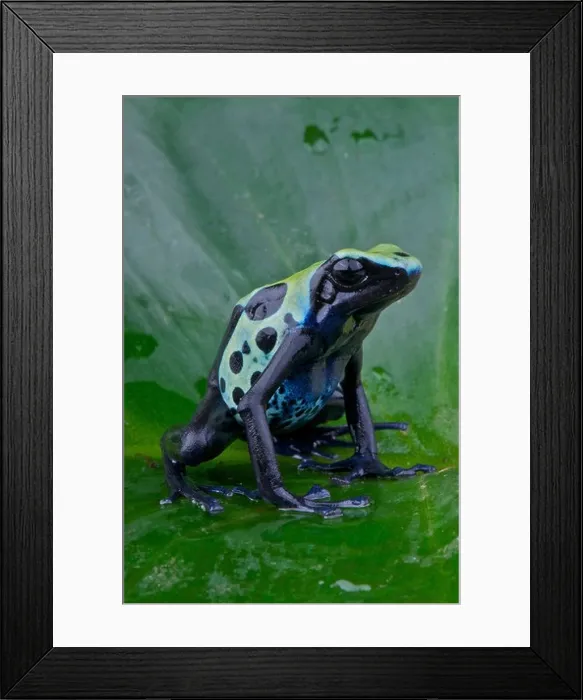 Framed Print : Dyed dartfrog / Dendrobates tinctorius Framed Print : Dyed dartfrog / Dendrobates tinctorius