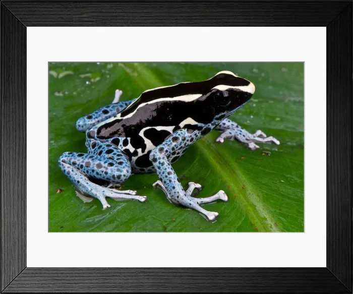Framed Print : Dyed Dart Frog / Dendrobates tinctorius Framed Print : Dyed Dart Frog / Dendrobates tinctorius