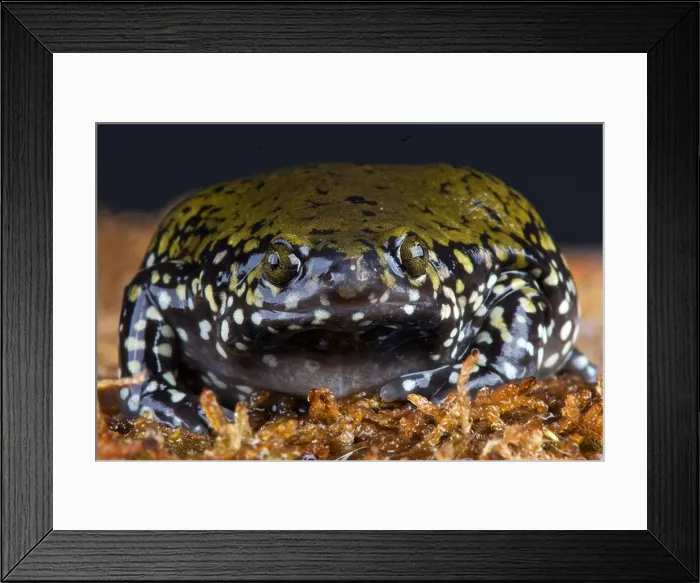 Framed Print : Narrow beaked frog / Dermatonotus muelleri Framed Print : Narrow beaked frog / Dermatonotus muelleri