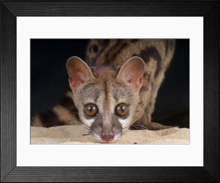 Framed Print : Genet / Genetta genetta Framed Print : Genet / Genetta genetta