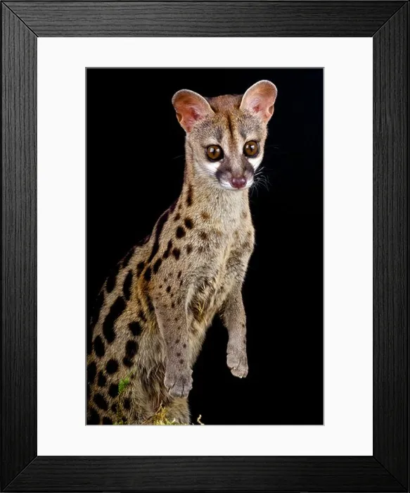 Framed Print : Genet / Genetta genetta Framed Print : Genet / Genetta genetta