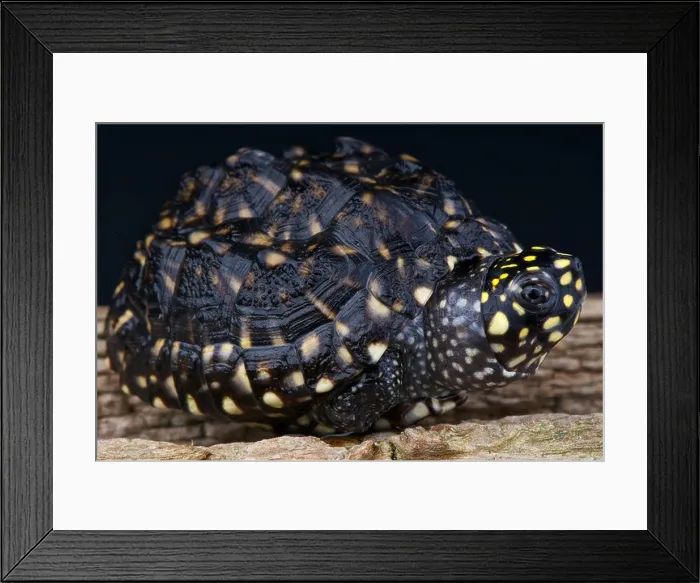 Framed Print : Spotted pond turtle / Geoclemys hamiltonii Framed Print : Spotted pond turtle / Geoclemys hamiltonii