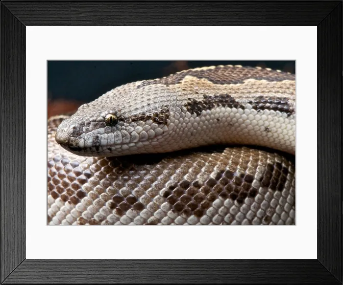 Framed Print : Sand boa / Gongylophis conicus Framed Print : Sand boa / Gongylophis conicus