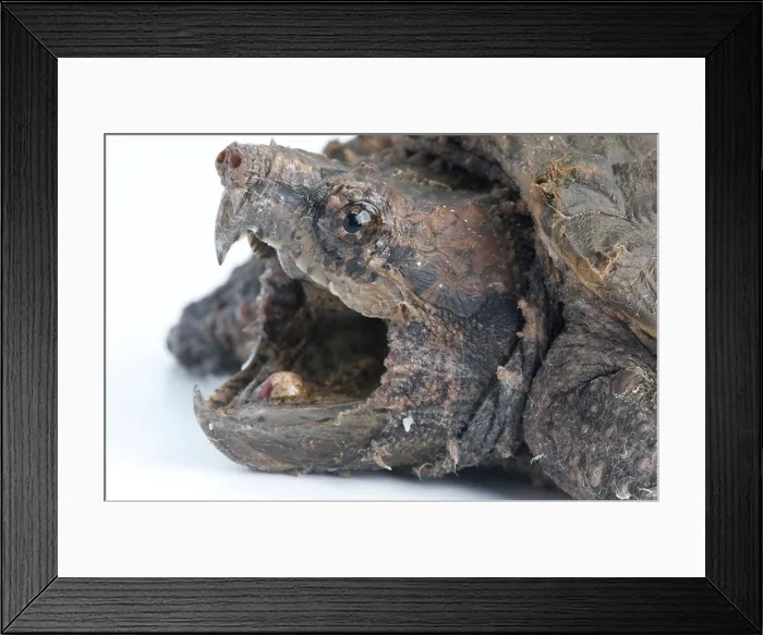 Framed Print : Alligator snapping turtle / Macrochelys temminckii Framed Print : Alligator snapping turtle / Macrochelys temminckii