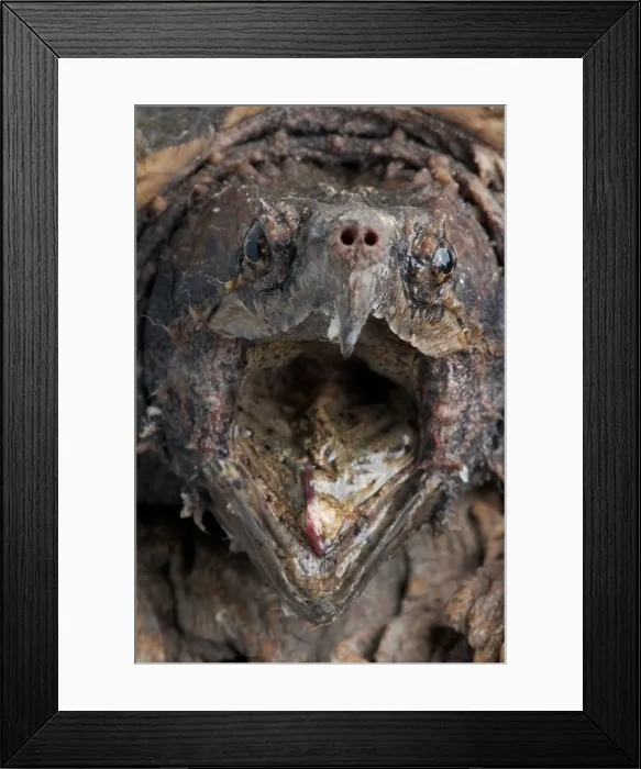 Framed Print : Biting Alligator snapping turtle / Macrochelys temminckii Framed Print : Biting Alligator snapping turtle / Macrochelys temminckii