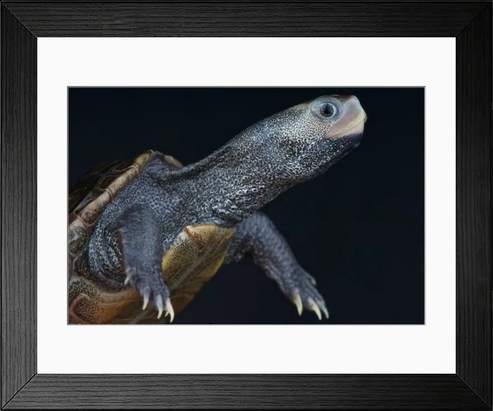 Framed Print : Diamondback terrapin / Malaclemys terrapin Framed Print : Diamondback terrapin / Malaclemys terrapin