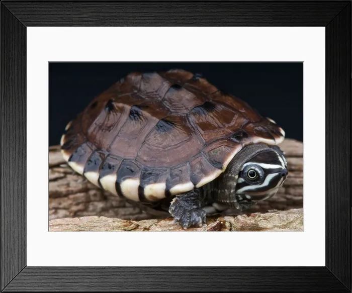 Framed Print : Malayan snail eating turtle / Malayemis macrophala Framed Print : Malayan snail eating turtle / Malayemis macrophala