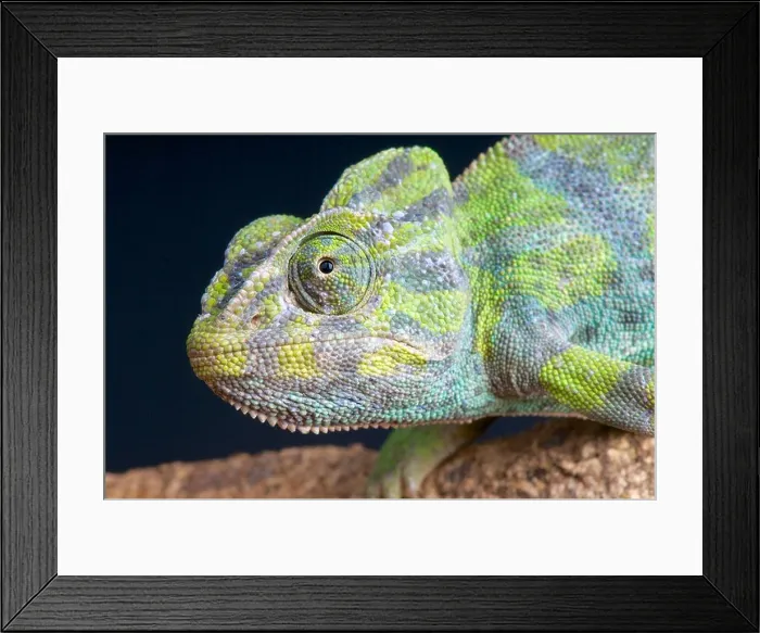 Framed Print : European Chameleon / Chamaeleo chamaeleo Framed Print : European Chameleon / Chamaeleo chamaeleo