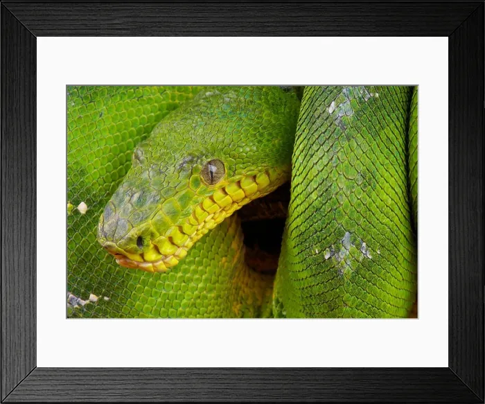 Framed Print : Green tree boa / Corallus caninus Framed Print : Green tree boa / Corallus caninus