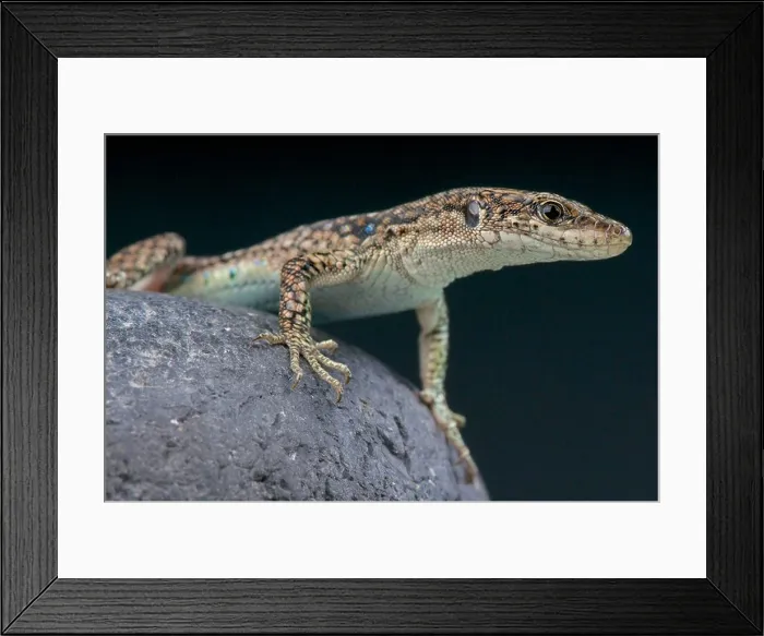 Framed Print : Unisex lizard / darevskia unisexualis the population of these lizards exists of only females Framed Print : Unisex lizard / darevskia unisexualis the population of these lizards exists of only females