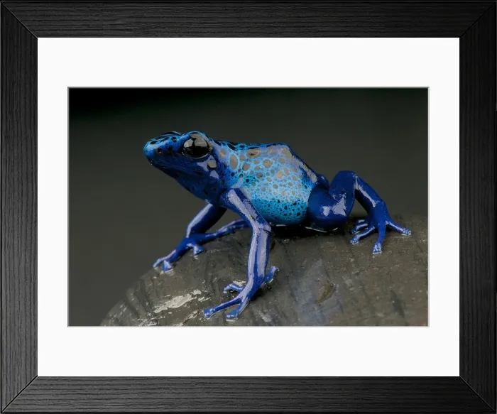 Framed Print : Azure dart frog / Dendrobates azureus Framed Print : Azure dart frog / Dendrobates azureus