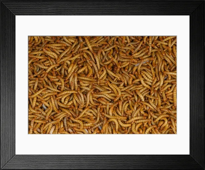 Framed Print : Mealworms / Tenebrio molitor Framed Print : Mealworms / Tenebrio molitor