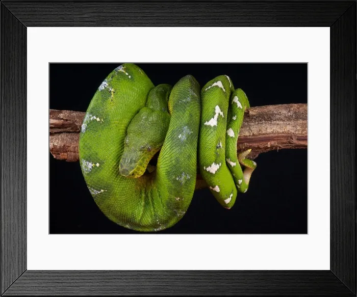 Framed Print : Green tree boa / Corallus caninus Framed Print : Green tree boa / Corallus caninus