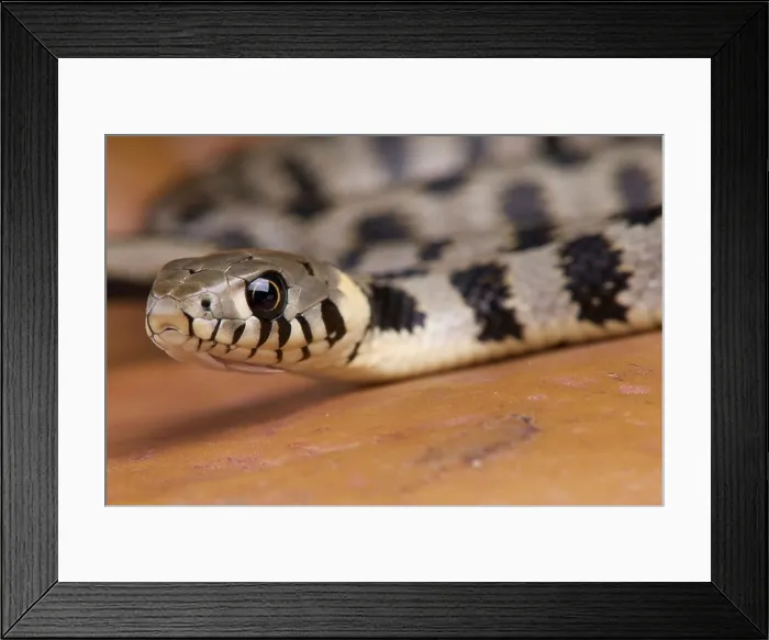 Framed Print : European Grass snake / Natrix natrix Framed Print : European Grass snake / Natrix natrix