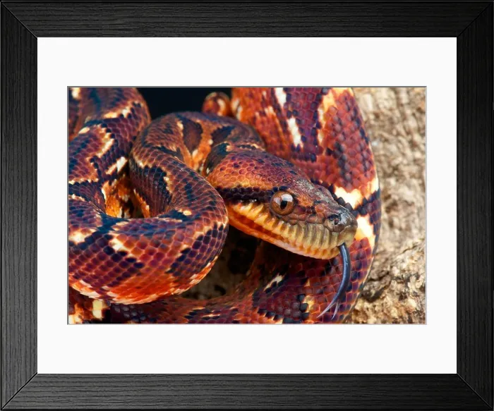 Framed Print : Malagasy tree boa / Sanzinia madagascariensis Framed Print : Malagasy tree boa / Sanzinia madagascariensis