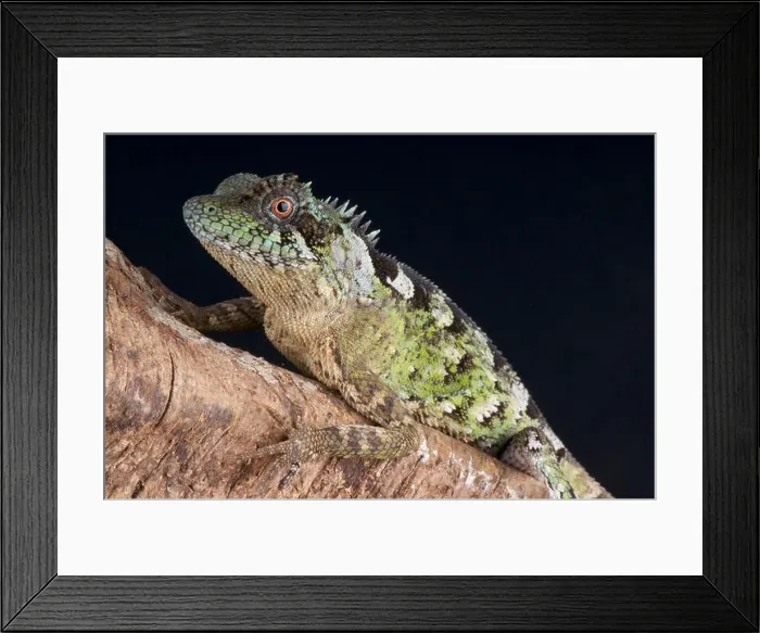 Framed Print : Horned tree agama / Acanthosaura lepidogaster Framed Print : Horned tree agama / Acanthosaura lepidogaster