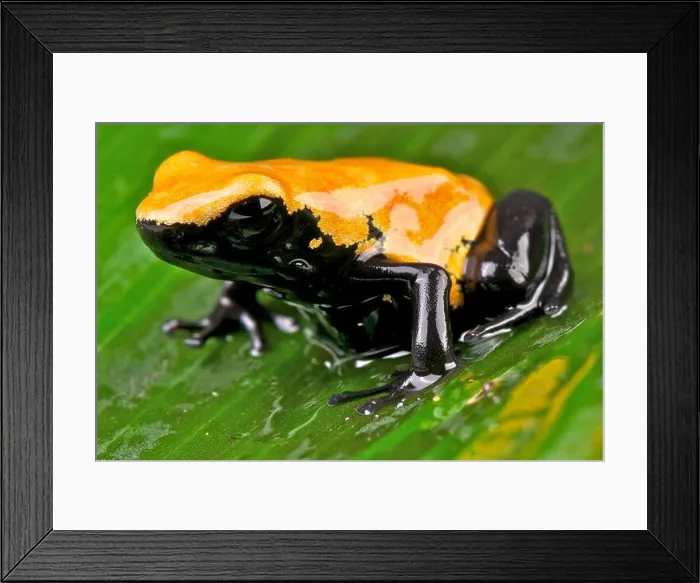 Framed Print : Splash-backed dart frog / Adelphobates galactonotus Framed Print : Splash-backed dart frog / Adelphobates galactonotus