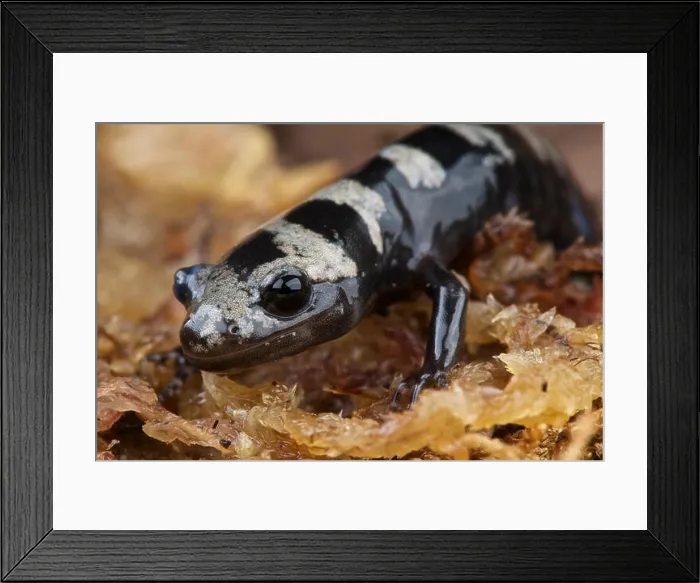 Framed Print : Marbled salamander / Ambystoma opacum Framed Print : Marbled salamander / Ambystoma opacum