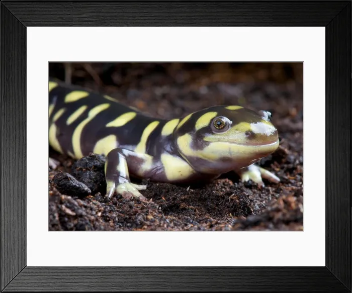 Framed Print : Tiger salamander / Ambystoma tigrinum Framed Print : Tiger salamander / Ambystoma tigrinum