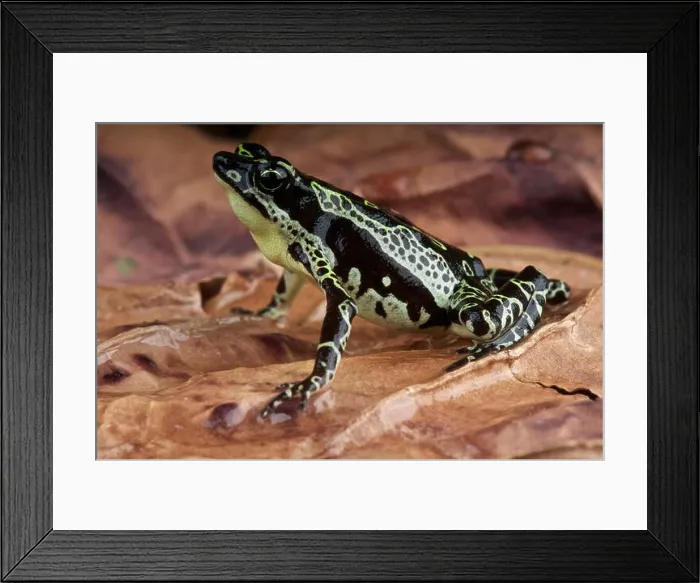 Framed Print : Stubfood toad / Atelopus spumarius Framed Print : Stubfood toad / Atelopus spumarius