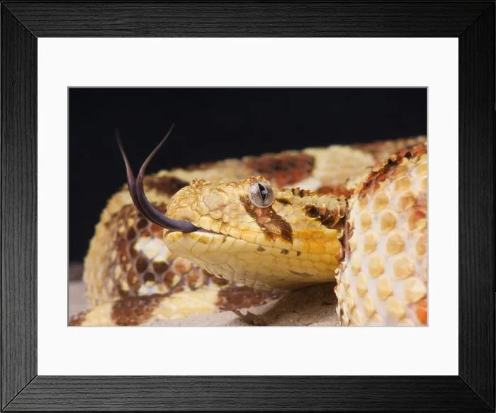 Framed Print : Snake tasting its surroundings Framed Print : Snake tasting its surroundings