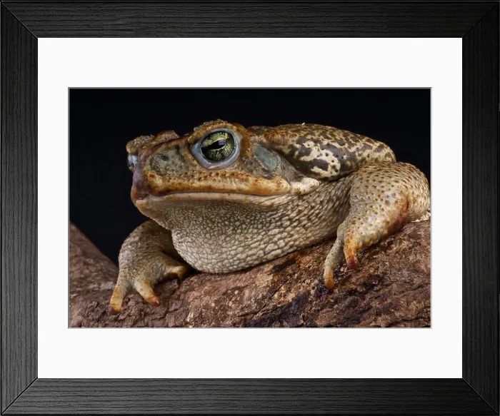 Framed Print : Giant toad / Bufo marinus Framed Print : Giant toad / Bufo marinus
