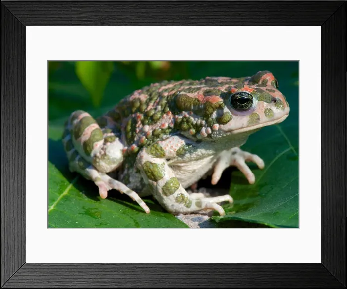Framed Print : Green toad / Bufo viridis Framed Print : Green toad / Bufo viridis