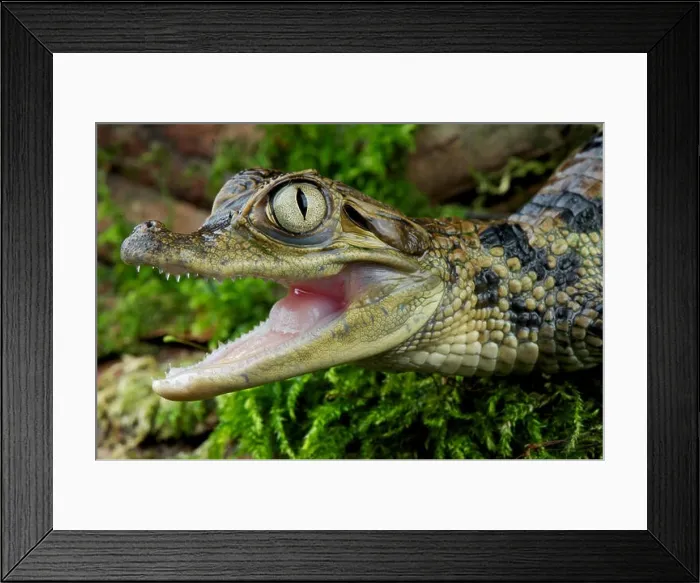 Framed Print : Caiman / Caiman crocodilus Framed Print : Caiman / Caiman crocodilus