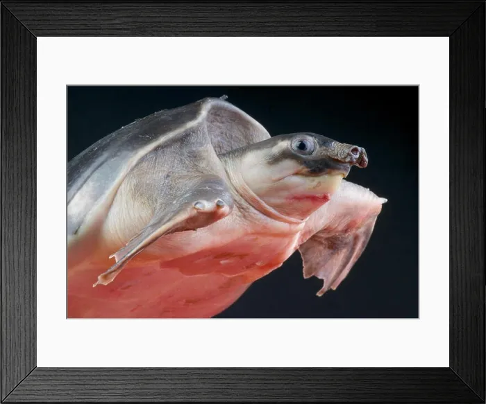 Framed Print : Pig-nosed turtle / Carettochelys insculpta Framed Print : Pig-nosed turtle / Carettochelys insculpta