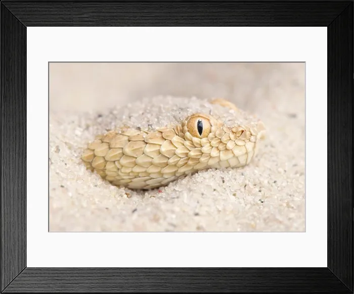 Framed Print : Saharan sand viper / Cerastes vipera Framed Print : Saharan sand viper / Cerastes vipera