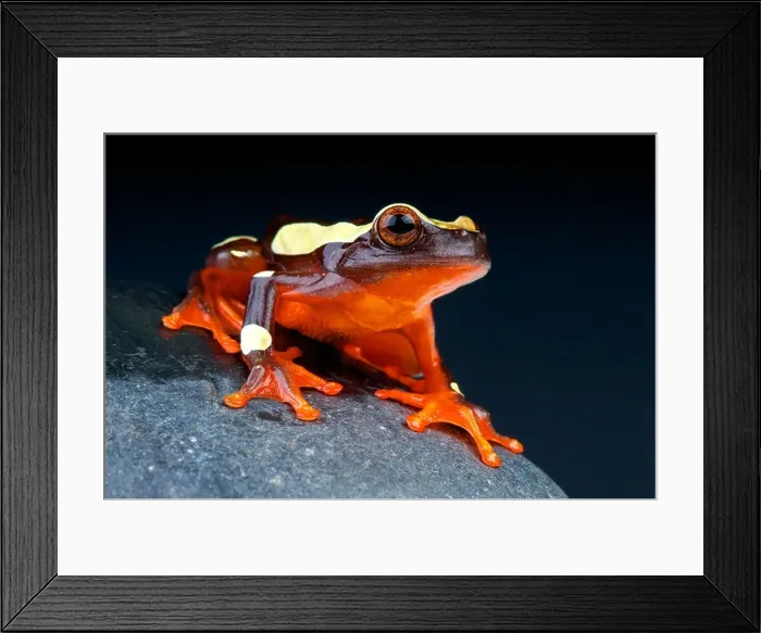 Framed Print : Clown tree frog / Dendropsophus leucophyllatus Framed Print : Clown tree frog / Dendropsophus leucophyllatus