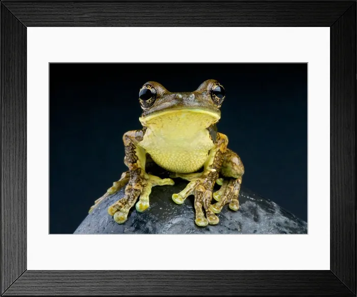 Framed Print : Pepper tree frog / Trachycephalus venulosus Framed Print : Pepper tree frog / Trachycephalus venulosus