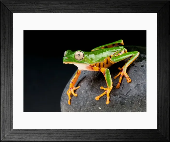 Framed Print : Orange legged leaf frog / Phyllomedusa hypochondrialis Framed Print : Orange legged leaf frog / Phyllomedusa hypochondrialis